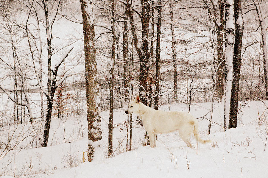 Winter Photograph - Pausing by Cheryl Helms