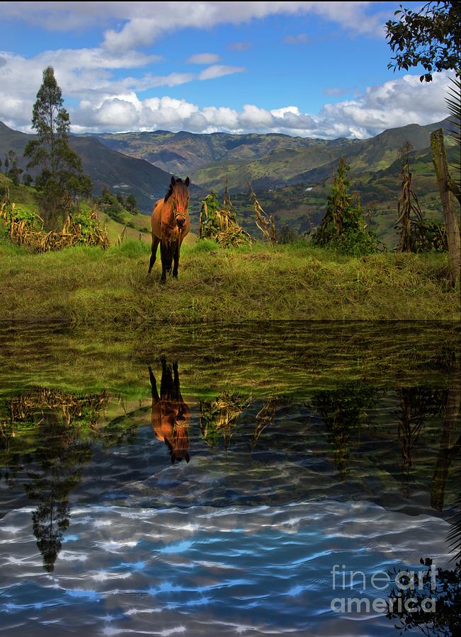 Paute Horse Reflection Photograph by Al Bourassa