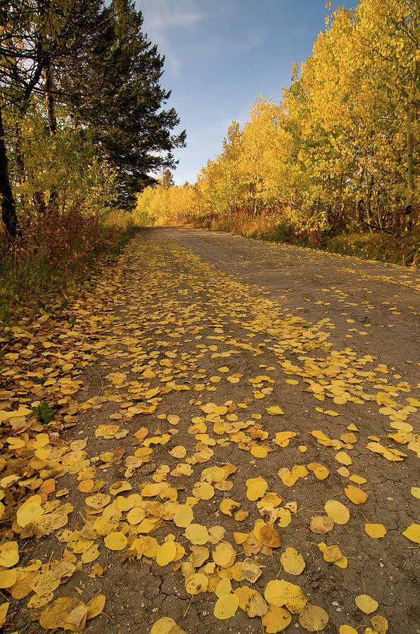 Paved in Gold Photograph by Steve Stuller