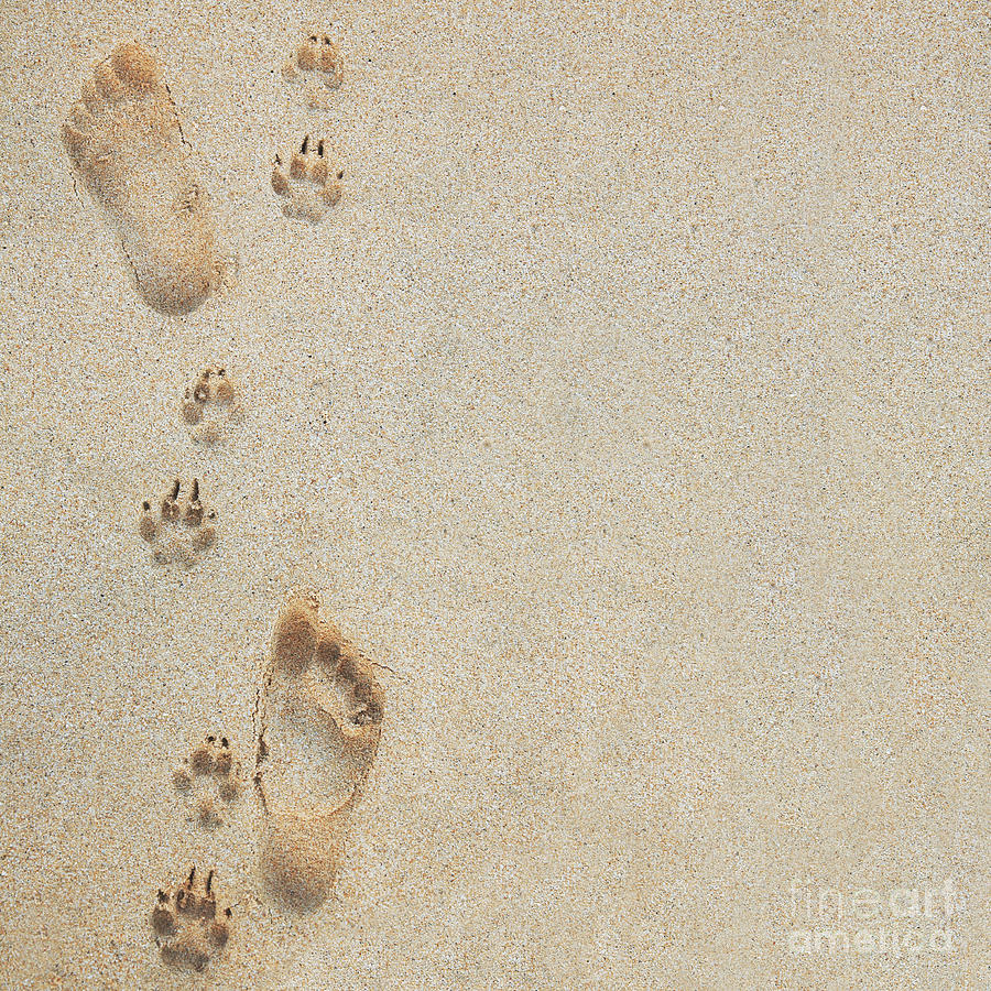 Paradise Photograph - Paw and Footprints 2 by Brandon Tabiolo - Printscapes