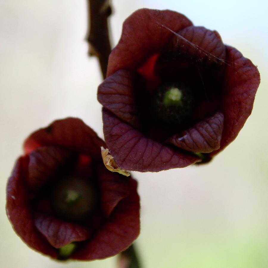 Paw Paw Tree Burgundy Flowers Photograph by M E