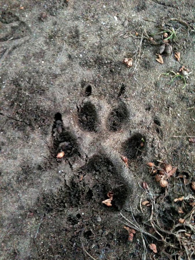 Paw Print Dog Photograph by Chris Oden - Fine Art America