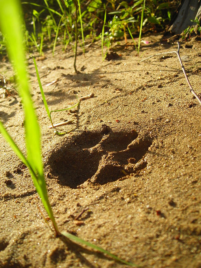 Dog Photograph - Paw Print by Terry and Brittany Sprinkle