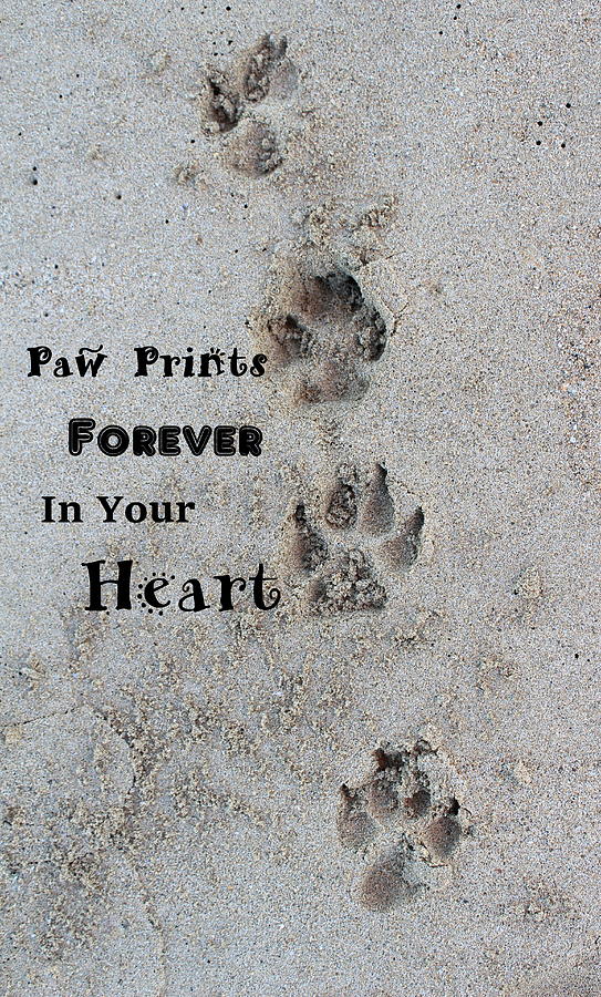 Paw Prints Forever In Your Heart Photograph by Fiona Kennard
