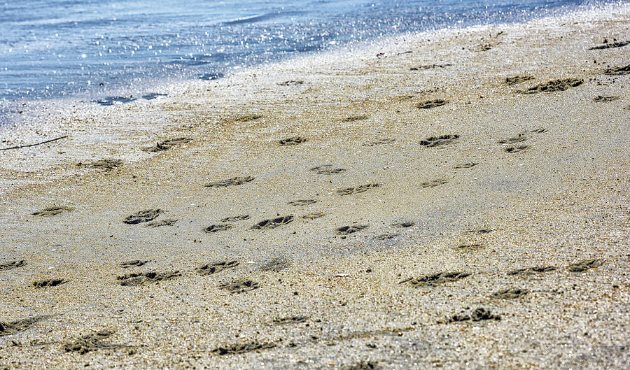 Paw Prints in the Sand 2 Photograph by Linda Brody - Fine Art America