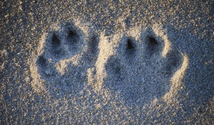 wolf paw print in sand
