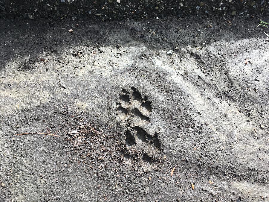 Paw prints Photograph by Joan Singleton - Fine Art America