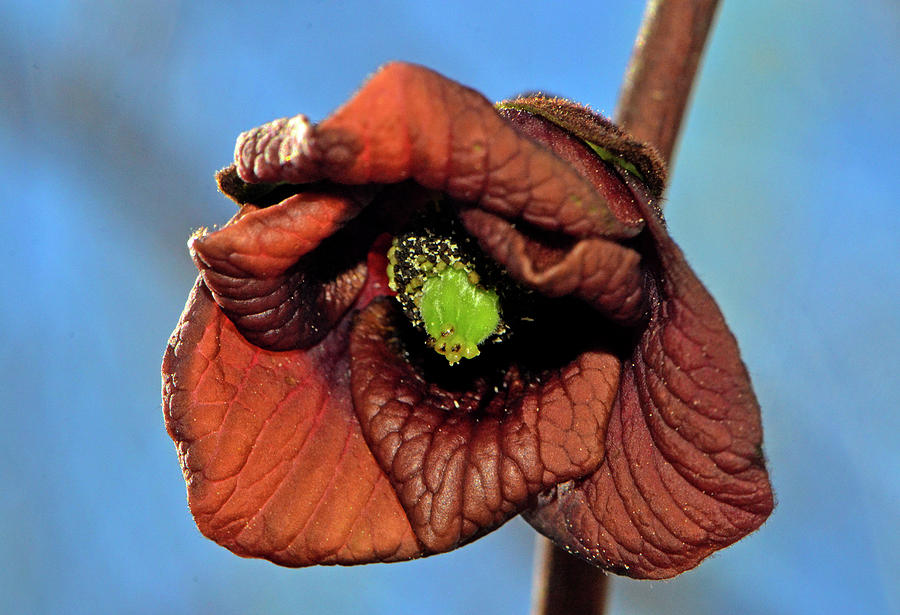 Pawpaw Tree Blossom 001 Photograph by George Bostian