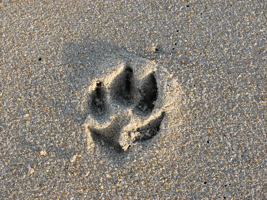 Pawprint in the Sand Photograph by Creative Solutions RipdNTorn