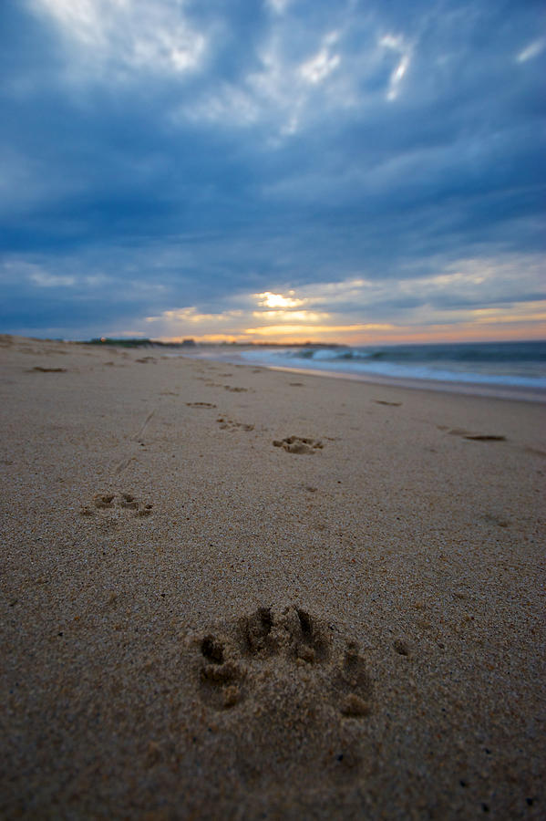 Summer Photograph - Pawprints by Mike Horvath