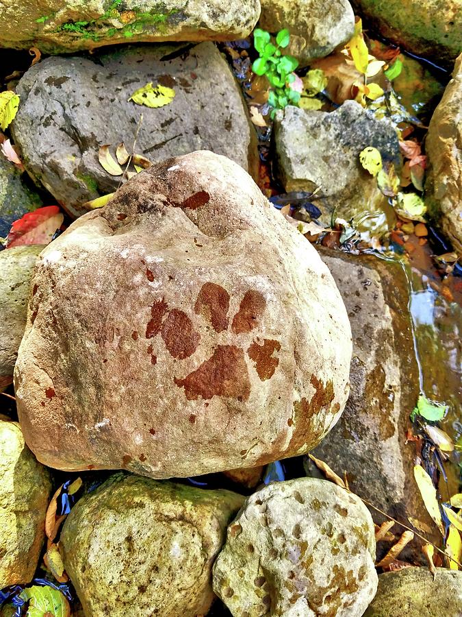 Paws On The Rocks Photograph