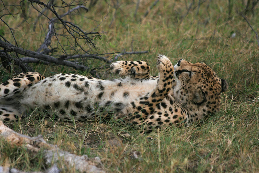 Paws Up Cheetah Photograph by Karen Zuk Rosenblatt