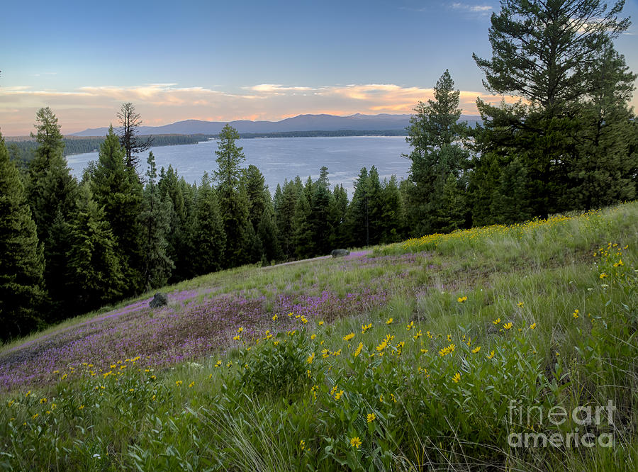 Payette Wildflowers Photograph by Idaho Scenic Images Linda Lantzy