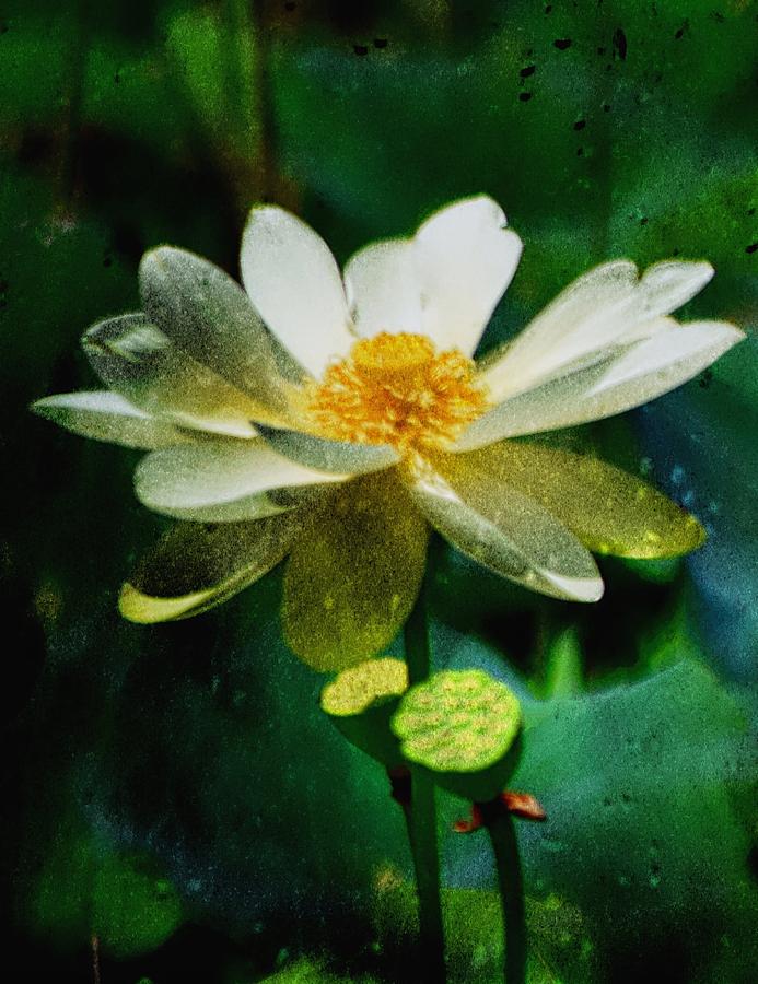 Paynes Prairie Lotus Bloom Photograph by Sheri McLeroy