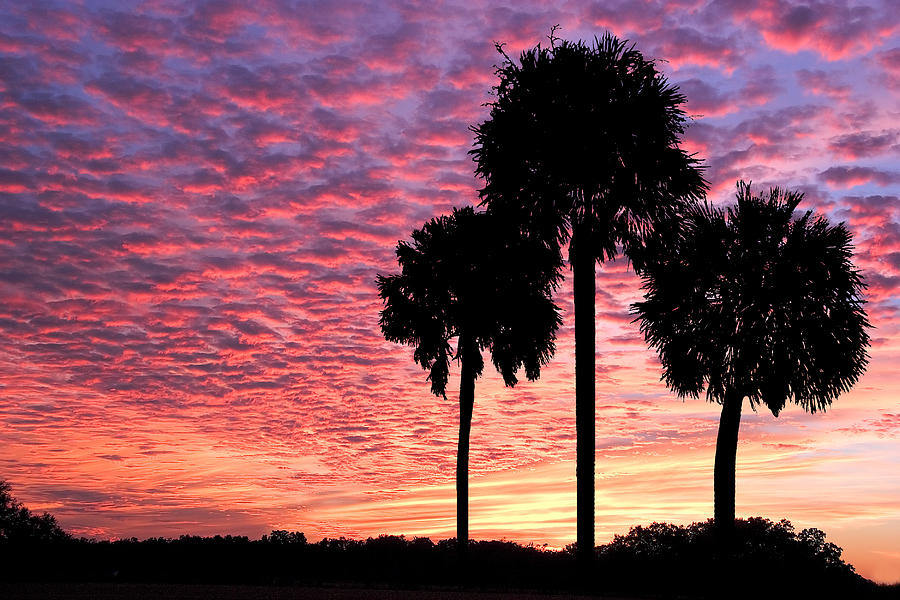 Paynes Prairie Sunset - Palms Photograph by Leigh Wax - Fine Art America