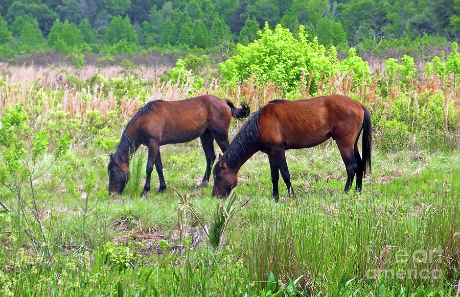Paynes Prairie Wild Horses Photograph by D Hackett