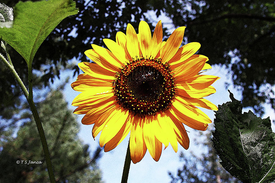 Payson Sunflower Digital Art by Tom Janca