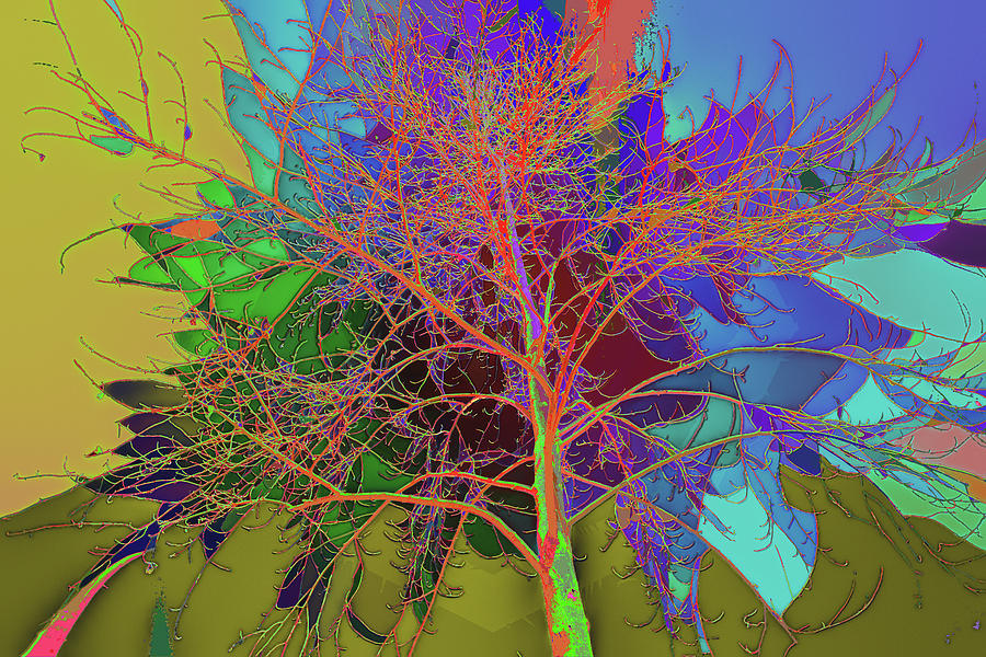 Abstract Photograph - P C C Elm in the wait of bloom by Kenneth James