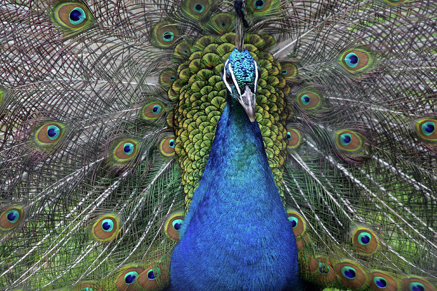 Pea Cock Closeup Photograph By Paul Slebodnick Fine Art America 