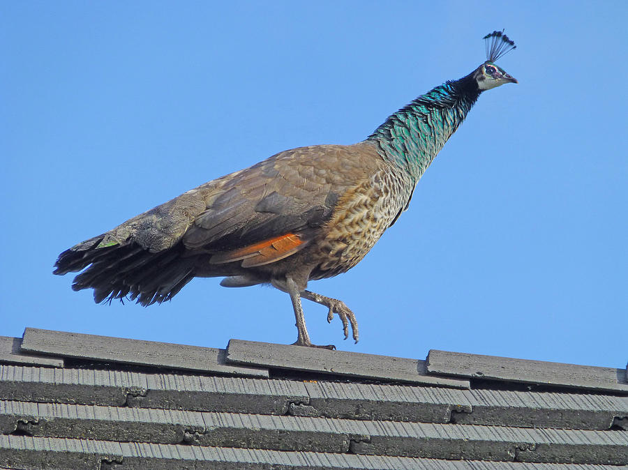 D3B6396-Pea Hen on our Roof  Photograph by Ed  Cooper Photography