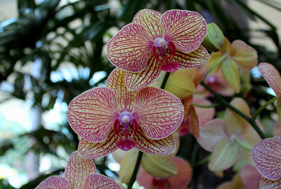 Peabody Orchid II Photograph by Michiale Schneider