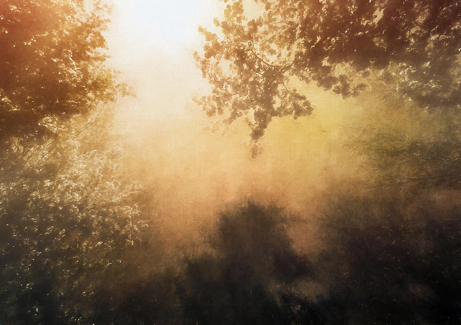 Tree Photograph - Peace Amongst Trees by Tina Baxter
