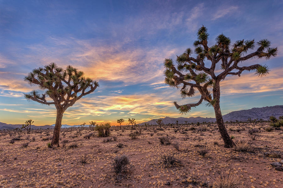Peace at Joshua Tree Photograph by Peter Tellone