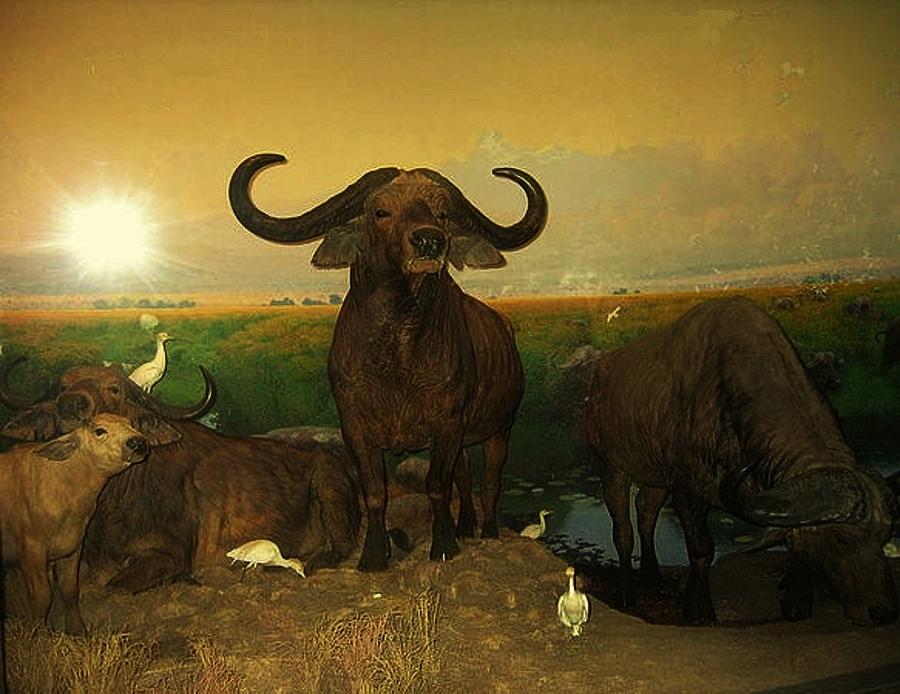 Buffalo Painting - Peace at the Buffalo Place by Jose Galindo