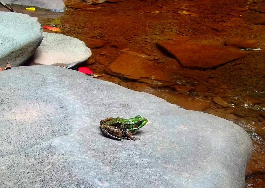 Peace Frog Photograph by Danielle R T Haney