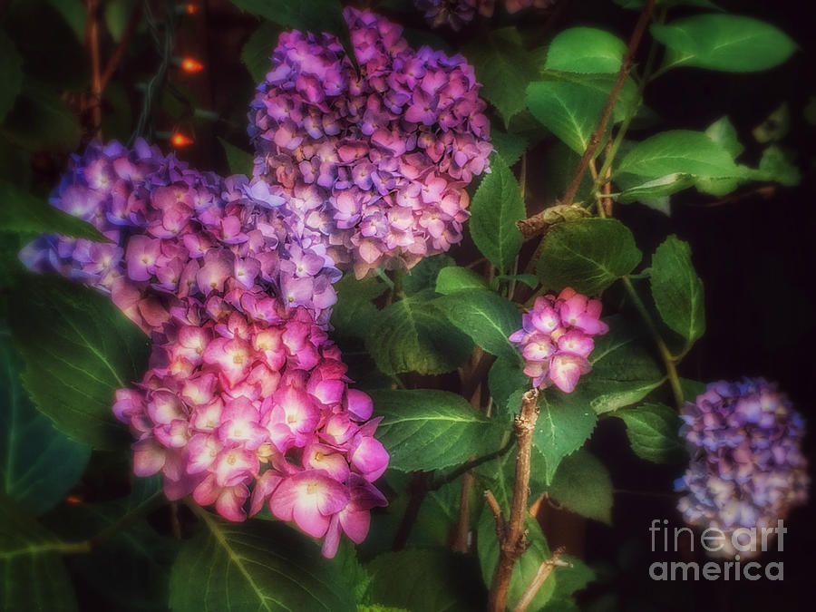 Spring Photograph - Peace Garden - Purple Hydrangeas by Miriam Danar