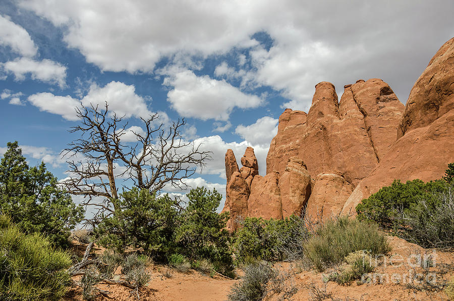 Peace in Arches National Park Photograph by Sue Smith
