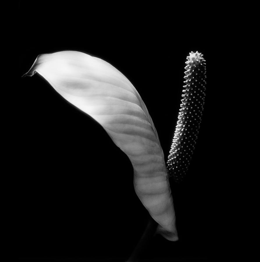 Peace Lilly Photograph