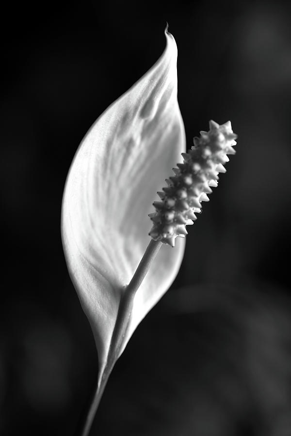 Peace Lily 030818 BW Photograph by Mary Bedy