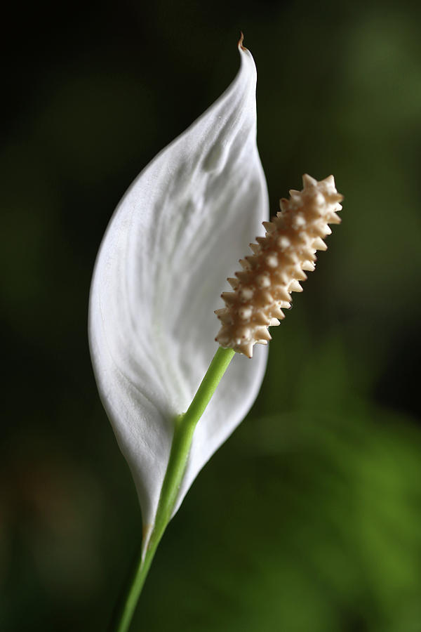 Peace Lily 030818 Photograph by Mary Bedy