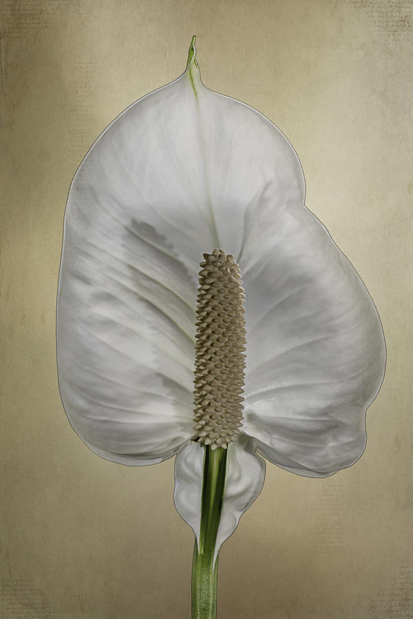 Lily Photograph - Peace Lily 1.1 by Patti Deters