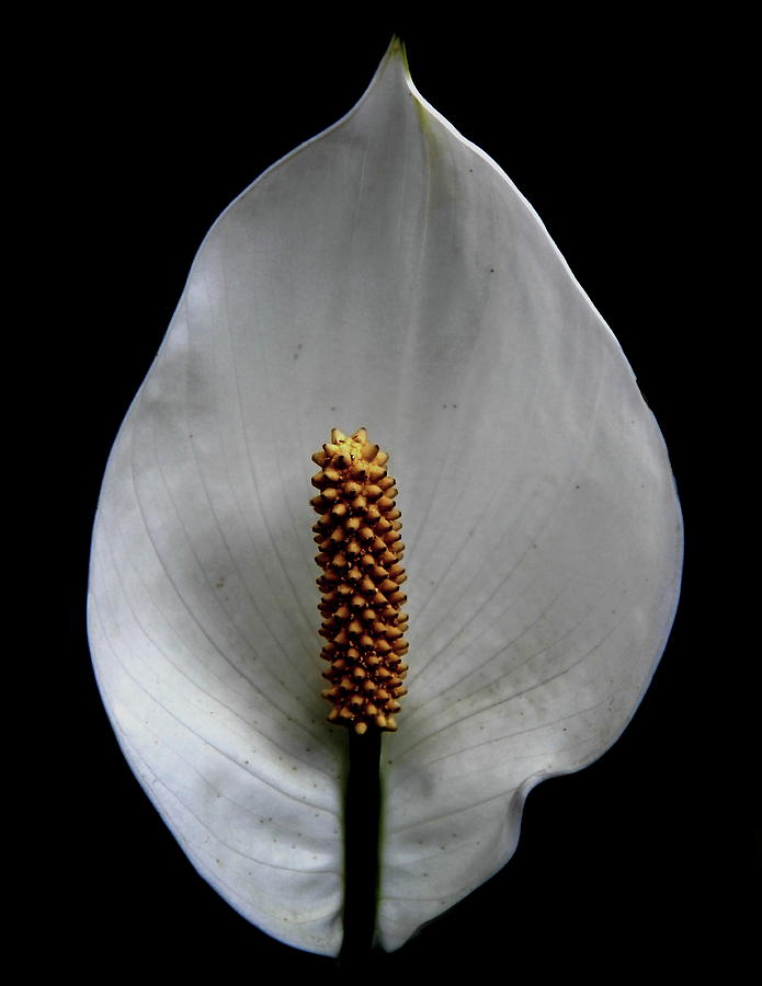 Peace Lily Photograph by Allen Nice-Webb