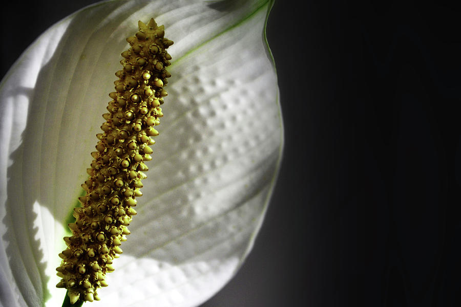 Peace Lily Close-Up Photograph by Nadalyn Larsen