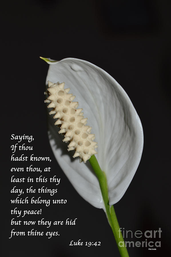 Peace Lily Photograph