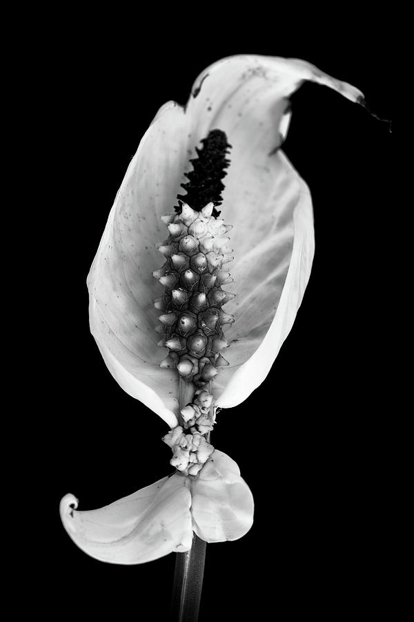 Peace lily elegant flower Photograph by Michalakis Ppalis