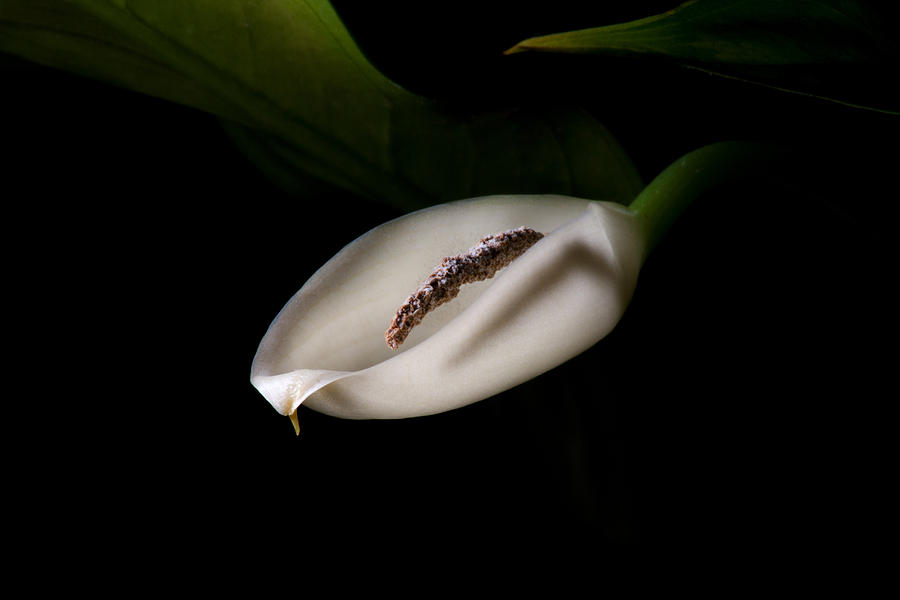 Peace Lily Photograph by Eugene Campbell