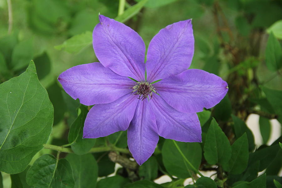 Clematis  Photograph by Allen Nice-Webb