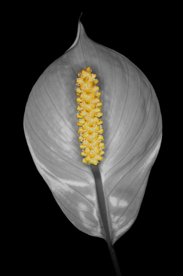 Peace Lily Isolation Photograph by Chris Day