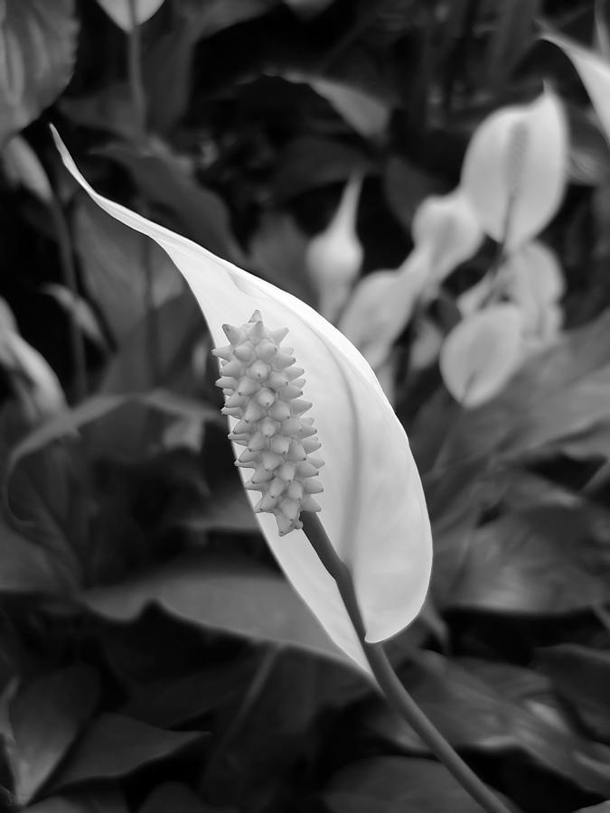 Peace Lily Photograph by Jeff Breiman