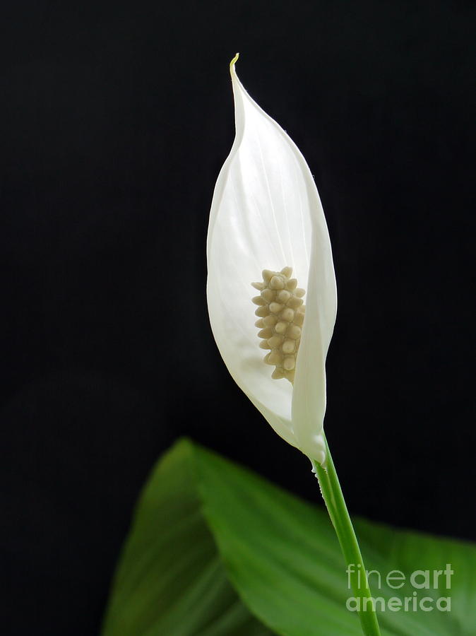 Lily Photograph - Peace Lily by John Chatterley