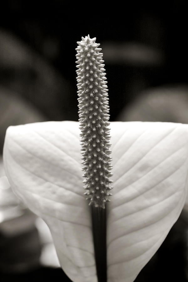 Peace Lily Photograph by Marilyn Hunt