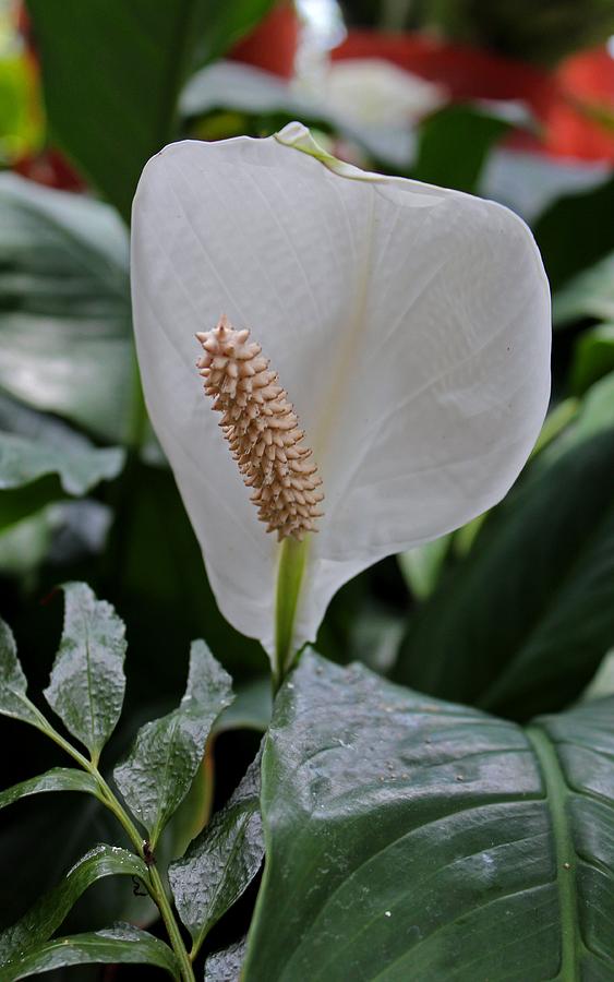 Peace Lily Photograph by Michiale Schneider