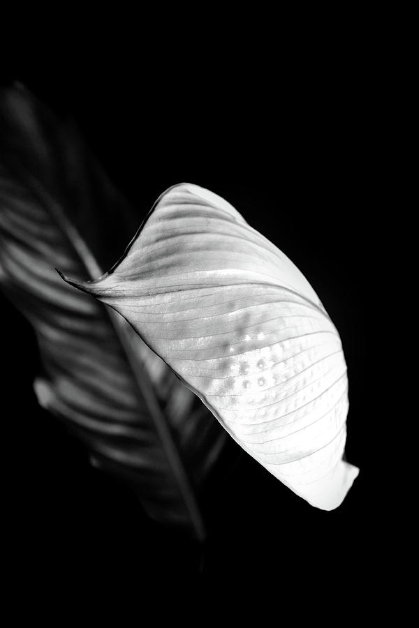 Peace Lily Minimalism in Black and White Photograph by Nadalyn Larsen