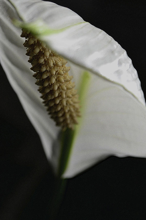 Peace Lily on Black Photograph by Nadalyn Larsen
