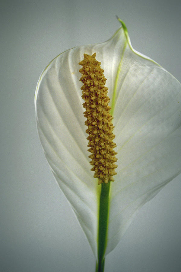 Peace Lily on Gray Photograph by Nadalyn Larsen