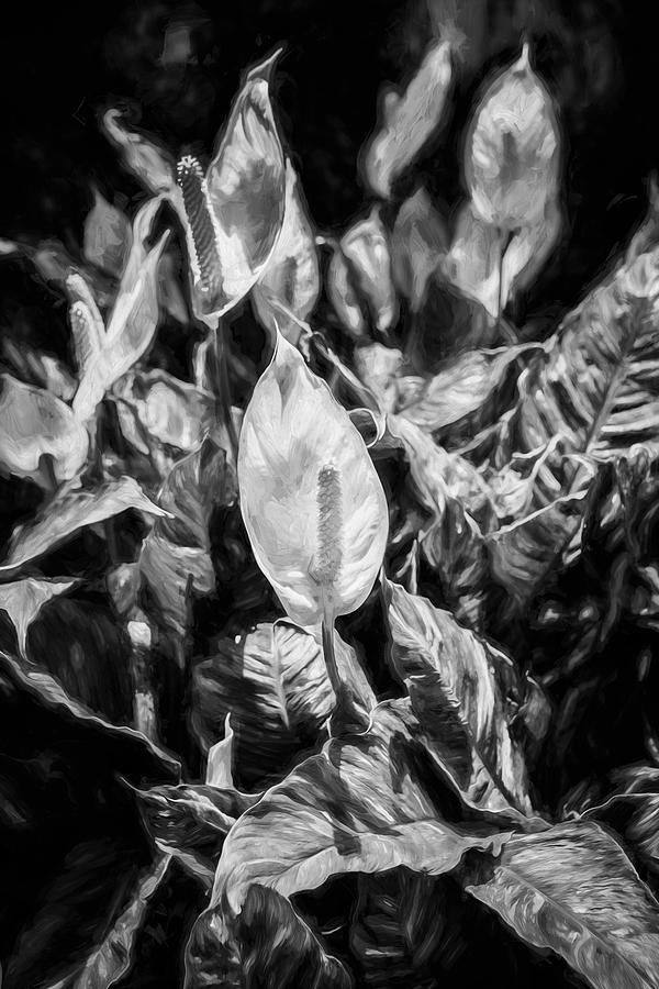 Peace Lily or Spath Lily Painted BW  Photograph by Rich Franco